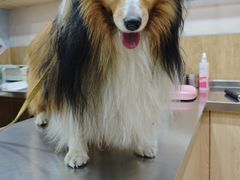 -瑞派名望24h动物医院异宠专科·猫专科·骨科·重症监护分院