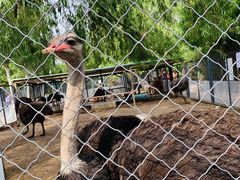 -长白岛森林公园