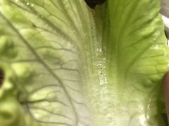 -红小姐的烤肉店(西三旗店)