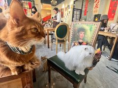 -猫小院猫主题餐厅(南锣旗舰店)