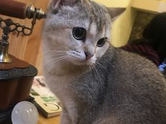 -猫色咖啡·猫咖