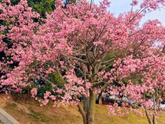 -风云岭森林公园