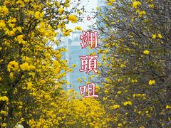-洲头咀公园