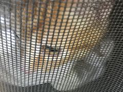 -芭比堂宠物医院·全科爱猫医院·仁德分院
