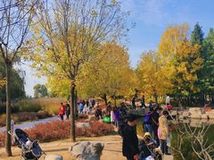 -羊亭河湿地公园