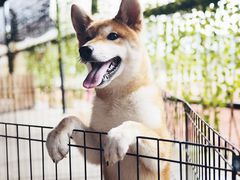 -柴犬高等学院·狗咖·柴犬售卖·宠物训练