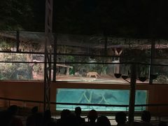 -清迈夜间动物园