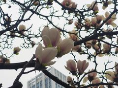 -成都市活水公园