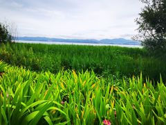 -洱海月湿地公园