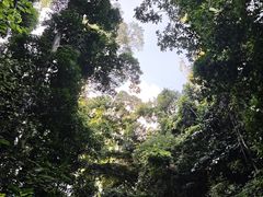 -西双版纳原始森林公园