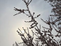 -桃花堤公园