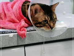 -达爱动物医院·犬猫分区·CT·复杂眼科(远洋山水分院)