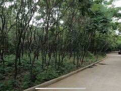 -塘沽森林公园