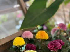 -PlantsEatery·植物食堂(REX春熙店)