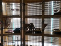 -瑞派申生动物医院·24H夜诊·国际动物医疗中心·骨外科(吴中路店)