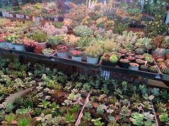 -三圣花乡旅游区