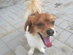 -A猫a狗全科·犬猫异宠·芥西宠物医院(南开总院)