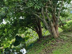 -中国科学院西双版纳热带植物园