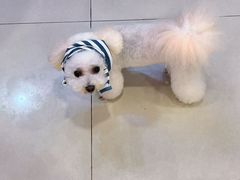 -八公叔叔宠物美容连锁(春申店)