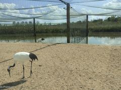 -盐城丹顶鹤湿地生态旅游区