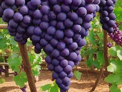 -马陆小张葡萄园农家乐