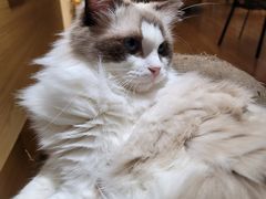 -滚猫咖啡·猫咖·猫友好撸猫(未来城店)