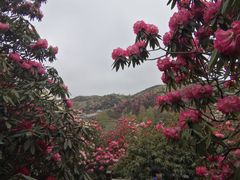 -贵州百里杜鹃风景名胜区