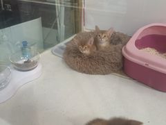 -糯米喵星人总部直营旗舰店·猫舍·幼猫出售