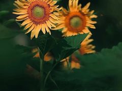 -光明小镇欢乐田园