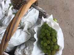 -马陆小张葡萄园农家乐