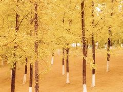 -重庆中央公园(渝北区)