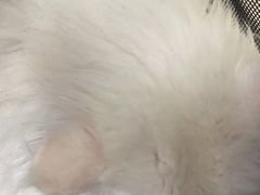 -美联众合动物医院·24h转诊中心