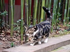 -乐山大佛风景名胜区乌尤寺南门-售票点