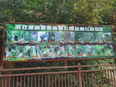 -西双版纳原始森林公园