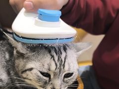 -藏猫猫咖啡主题馆(中央大道店)