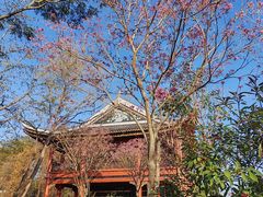 -顺峰山公园