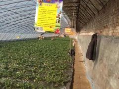 -田趣农庄草莓采摘园