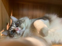 -白兔子密室(长寿路店)