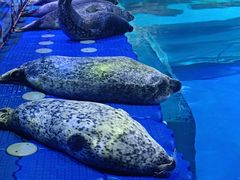 -海合安青岛极地海洋公园