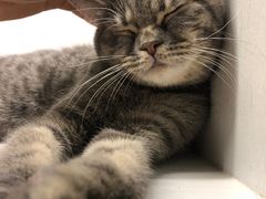-猫小院猫主题餐厅(三里屯店)