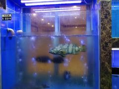 -龙溪海鲜酒家(溪涌店)