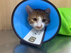 -米苏动物医院·犬猫专科·骨科外科内窥镜