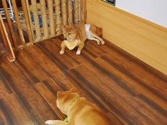 -豆柴町-柴犬主题狗咖(红鼎国际C座店)