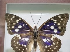 -上海昆虫博物馆