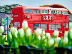-荷兰花海