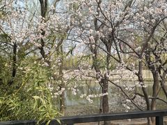 -桃花堤公园