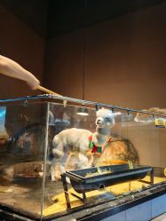 -未来动物城主题公园(正弘城店)