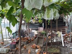 -马陆小张葡萄园农家乐