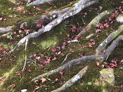 -常寂光寺