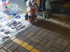 -中环花鸟鱼虫市场